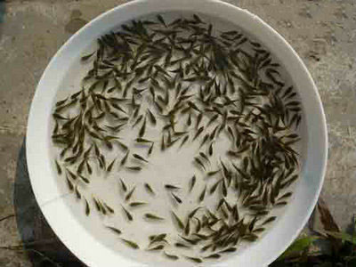 羅非魚魚苗  7