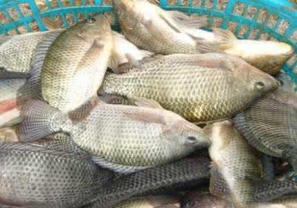 羅非魚成魚  3